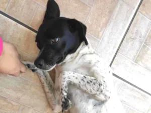 Cachorro raça Srd idade 2 anos nome Kiara 