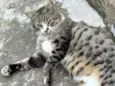 Gato dócil