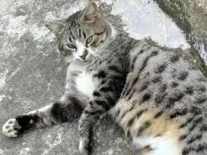 Gato raça srd idade 1 ano nome Gato dócil