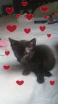Anjo