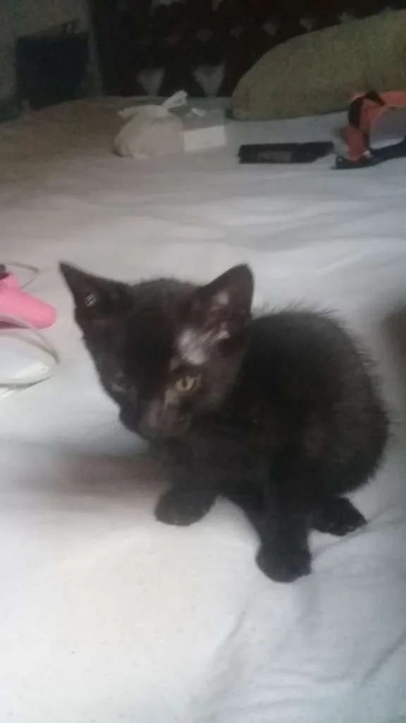 Gato ra a SRD-ViraLata idade 2 a 6 meses nome Anjo