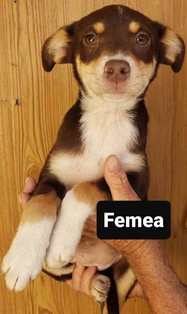 Cachorro ra a SRD idade 2 a 6 meses nome BomBom