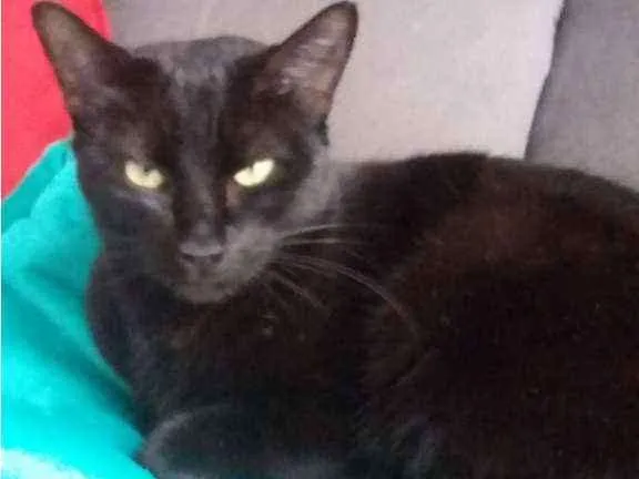 Gato ra a SRD-ViraLata idade 2 anos nome sem identificação