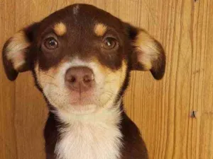 Cachorro raça SRD idade 2 a 6 meses nome BomBom