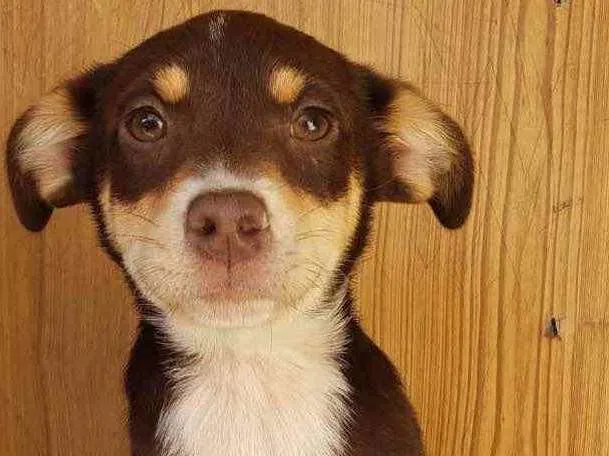 Cachorro ra a SRD idade 2 a 6 meses nome BomBom