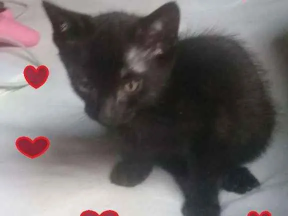 Gato ra a SRD-ViraLata idade 2 a 6 meses nome Anjo