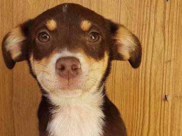 Cachorro ra a SRD idade 2 a 6 meses nome BomBom