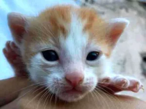 Gato raça SRD-ViraLata idade 2 a 6 meses nome F-6