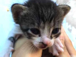 Gato raça SRD-ViraLata idade 2 a 6 meses nome F-5