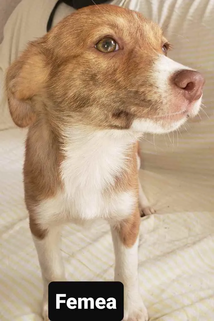 Cachorro ra a SRD idade 2 a 6 meses nome Camila