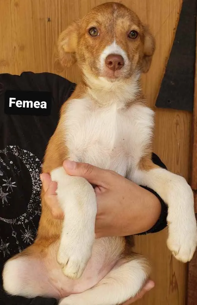 Cachorro ra a SRD idade 2 a 6 meses nome Camila