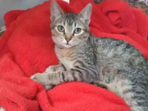 Gato raça SRD-ViraLata idade 2 a 6 meses nome Fiore