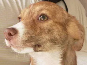 Cachorro raça SRD idade 2 a 6 meses nome Camila