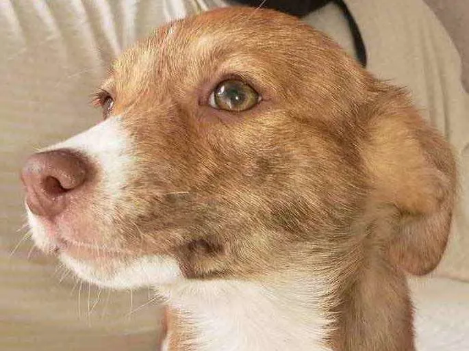 Cachorro ra a SRD idade 2 a 6 meses nome Camila