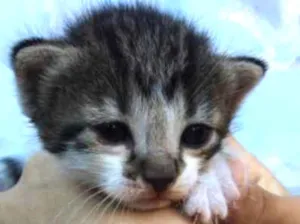 Gato raça SRD-ViraLata idade 2 a 6 meses nome F-5