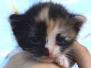 Gato raça SRD-ViraLata idade 2 a 6 meses nome F-3