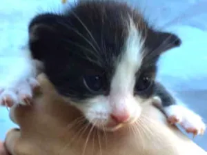 Gato raça SRD-ViraLata idade 2 a 6 meses nome F-2