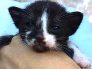 Gato raça SRD-ViraLata idade 2 a 6 meses nome F-1