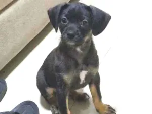Cachorro raça Indefinida  idade Abaixo de 2 meses nome Pipoca