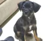 Pipoca
