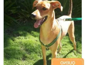 Cachorro raça SRD-ViraLata idade 2 anos nome Queno 