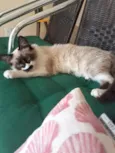 Jasmim