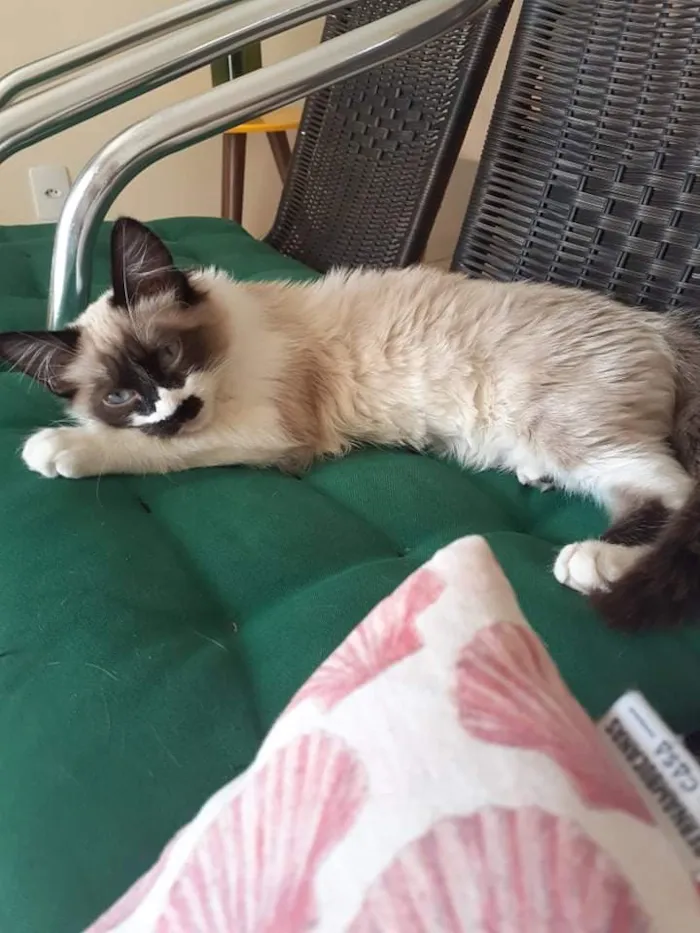 Gato ra a SRD-ViraLata idade 2 a 6 meses nome Jasmim
