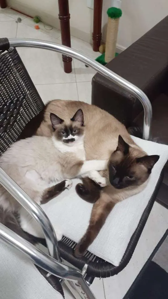 Gato ra a SRD-ViraLata idade 2 a 6 meses nome Jasmim