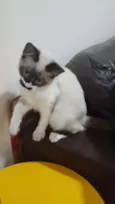 Jasmim