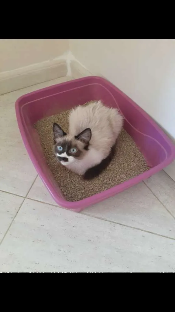 Gato ra a SRD-ViraLata idade 2 a 6 meses nome Jasmim