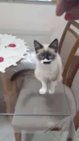 Jasmim