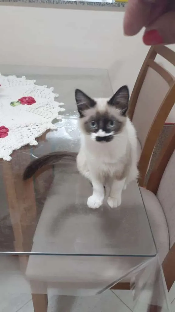 Gato ra a SRD-ViraLata idade 2 a 6 meses nome Jasmim
