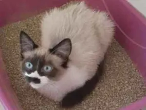 Gato raça SRD-ViraLata idade 2 a 6 meses nome Jasmim