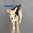Tobias