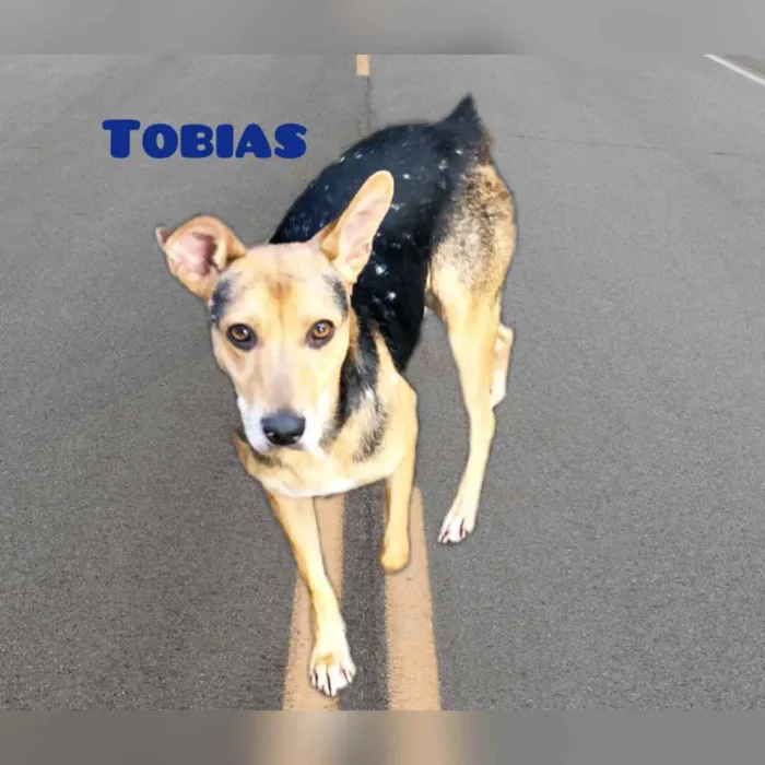 Cachorro ra a Srd idade 1 ano nome Tobias