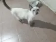 Srd