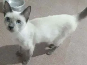 Gato raça Siamês  idade 7 a 11 meses nome Srd