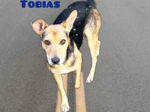 Cachorro raça Srd idade 1 ano nome Tobias