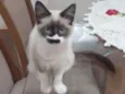 Jasmim