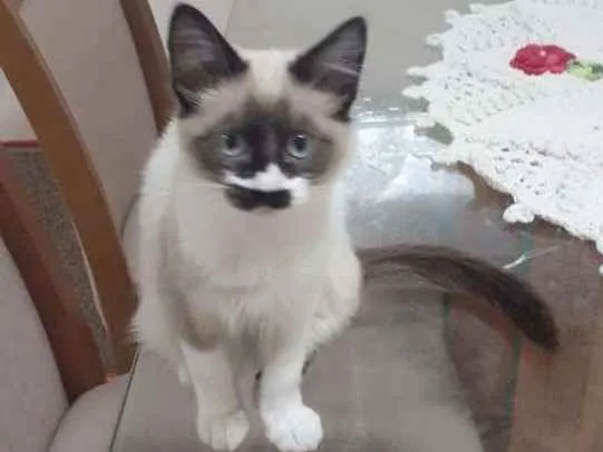 Gato ra a SRD-ViraLata idade 2 a 6 meses nome Jasmim
