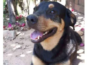 Cachorro raça SRD-ViraLata idade 2 anos nome Cookie