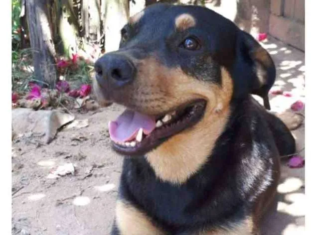 Cachorro ra a SRD-ViraLata idade 2 anos nome Cookie