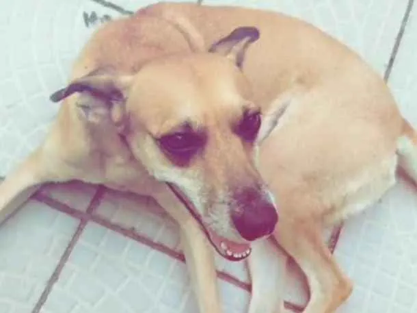 Cachorro ra a SRD-ViraLata idade 4 anos nome Princesa