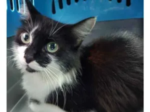 Gato raça SRD-ViraLata idade 1 ano nome Frida