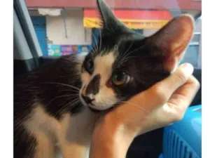 Gato raça SRD-ViraLata idade 7 a 11 meses nome Frajola 