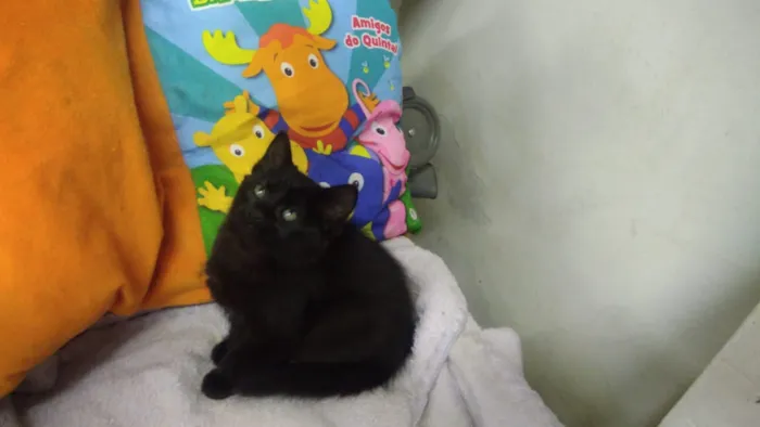 Gato ra a Srd idade Abaixo de 2 meses nome Konan