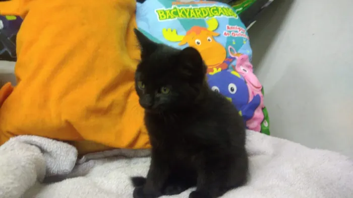 Gato ra a Srd idade Abaixo de 2 meses nome Konan