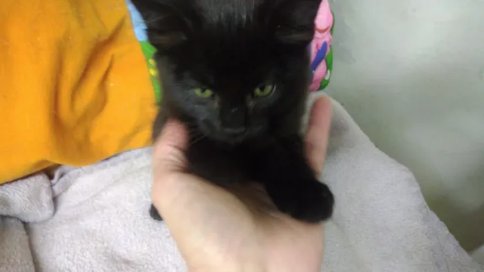 Gato ra a Srd idade Abaixo de 2 meses nome Konan