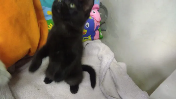 Gato ra a Srd idade Abaixo de 2 meses nome Konan