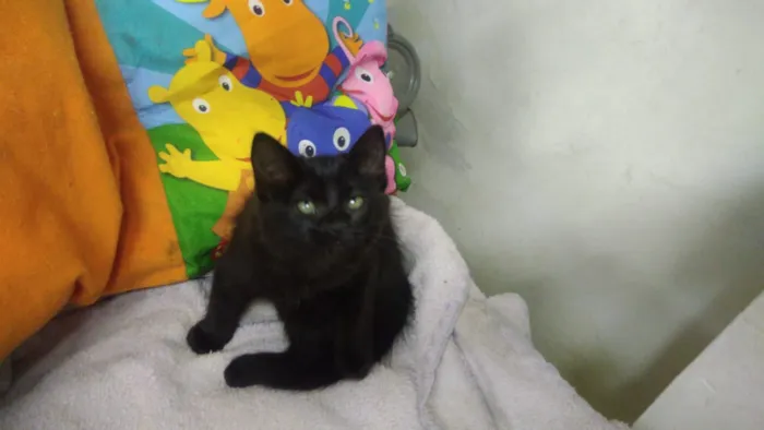 Gato ra a Srd idade Abaixo de 2 meses nome Konan